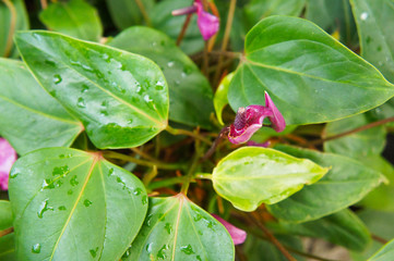 Anthurium andraeanum fiorino green plant with pink flowers