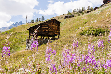 Zermatt, Findeln, Weiler, Sunnegga, Wanderweg, Bergwiese, Alpenblumen, Wallis, Walliser Berge,...