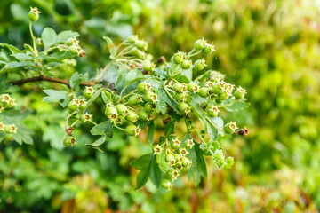 Close up of green Unripe Berries fruits of common Hawthorn,