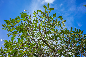 green leaf branches of tree on blue sky background