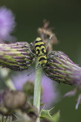Clytus Arietis, wasp beetle, close up 