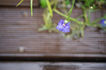 Beautiful korean wild flowers