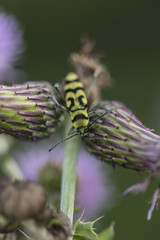 Clytus Arietis, wasp without wings