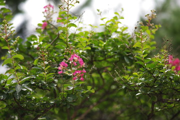 Beautiful korean wild flowers