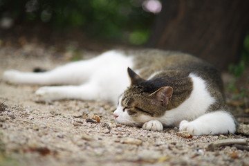 cute lovely street cat