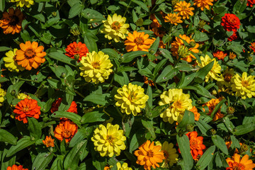 colorful flowers in garden