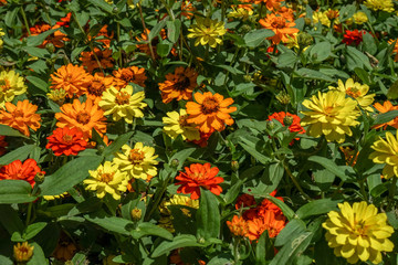 colorful flowers in garden
