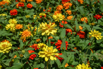 colorful flowers in garden