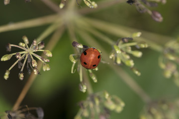 Coccinella septempunctata, ladybird on a green plant