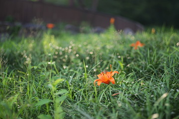 Beautiful korean wild flowers