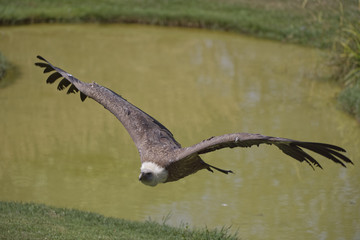 Vautour fauve