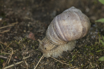 snail protrudes from its shell