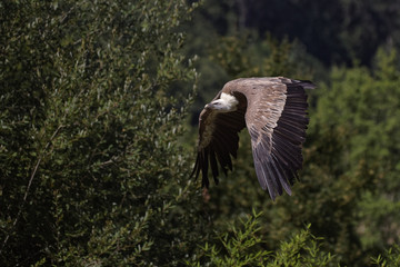Vautour fauve