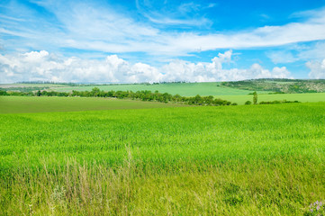 Naklejka premium Green field and blue sky with light clouds.