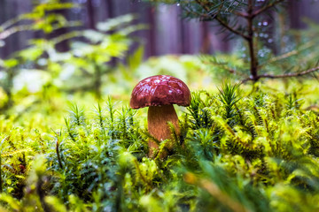 Wet single brown bay bolete mushroom in forest with moss and grass on the ground