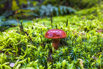 Wet single brown bay bolete mushroom in forest with moss and grass on the ground