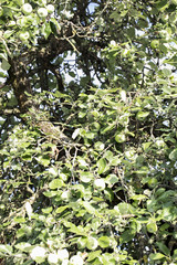A lot of green apples on the tree brunch 