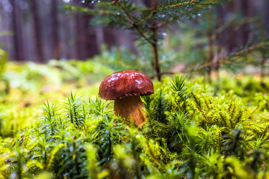 Wet single brown bay bolete mushroom in forest with moss and grass on the ground