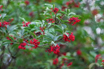 Red elderberry in the forest