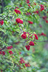 Red elderberry in the forest