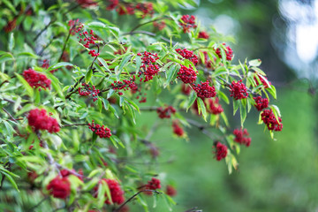 Red elderberry in the forest