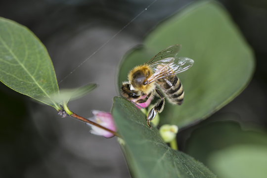  bee collects nectar from the flower