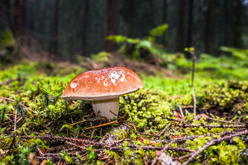 Wet single brown bay bolete mushroom in forest with moss and grass on the ground