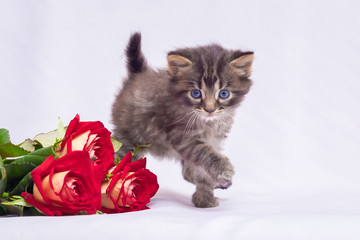 Small striped kitten near a bouquet of roses. Congratulations with birth day_