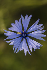cornflowers, blue garden flower 