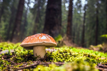 Wet single brown bay bolete mushroom in forest with moss and grass on the ground