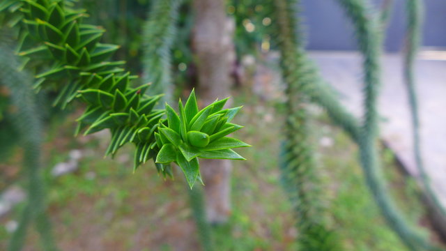 strana conifera