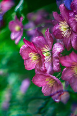 Fototapeta premium Close-up of flowers of clematis with blured background
