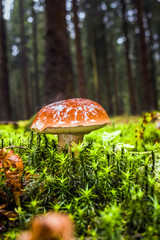 Wet single brown bay bolete mushroom in forest with moss and grass on the ground