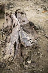 Dry Tree Wood