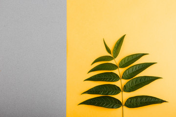 Green tropical leaves on a yellow-gray background. Minimal style design with plants. Abstract background