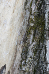 half a tree in the bark as a background, vertical 