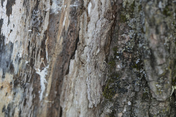 tree bark as a background