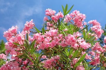 Bush with pink flowers oleander close-up - obrazy, fototapety, plakaty