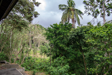 Fototapeta na wymiar Ubud forest