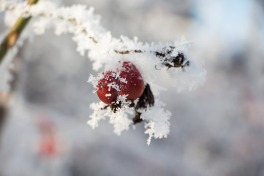 Beautiful winter landscape. Branch of dog-rose covered with snow. Macro photo
