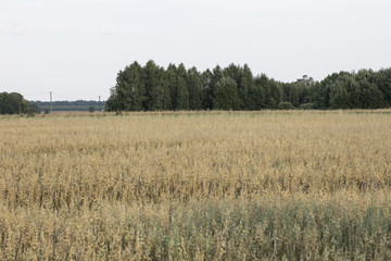 field sown with grain