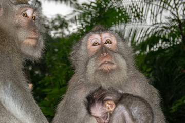 Monkeys Portrait