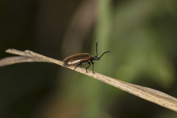 Rhagonycha fulva, brown insect is walking on the grass, macro picture 