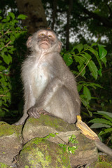 Monkey Portrait