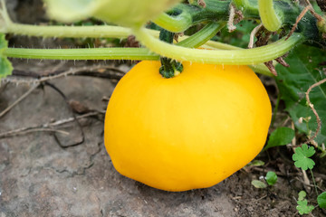 Pattypan squash bud on plant. Growing vegetables in the garden. (Cucurbita pepo)