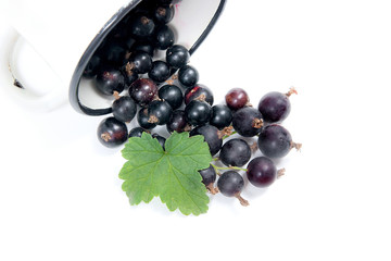 White cup with black currant berry in it and small bunch of black currant with green leaf isolated on white..