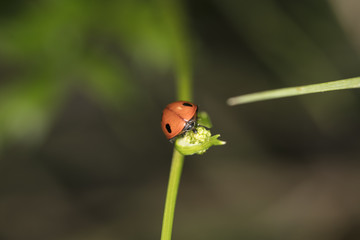 beautiful ladybug climbs on the grass