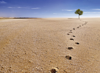 brave tree standing alone in the desert