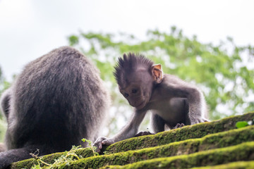 Baby Monkey portrait