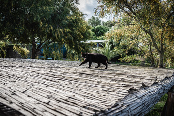 black cat on roof